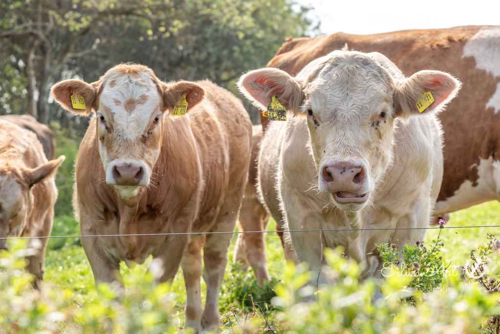 EAF_9450 | Eilun-Art-Fotografie Levke Martens, ihre Fotografin für Immobilien- und Landschaftsfotografie auf Föhr, Föhrer Motive als Poster, Leinwand, hinter Acrylglas oder stelle dir deinen eigenen Monatskalender zusammen, mit nur einem Klick