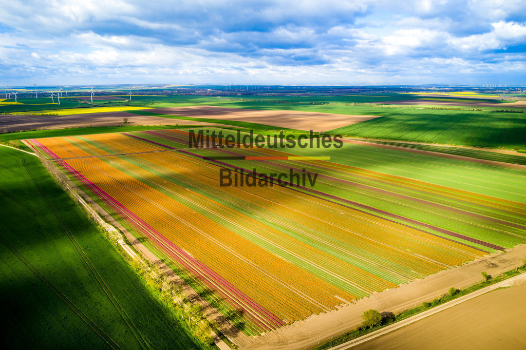 Schwaneberg Tulpen-0016 | Schwaneberg - Realisiert mit Pictrs.com