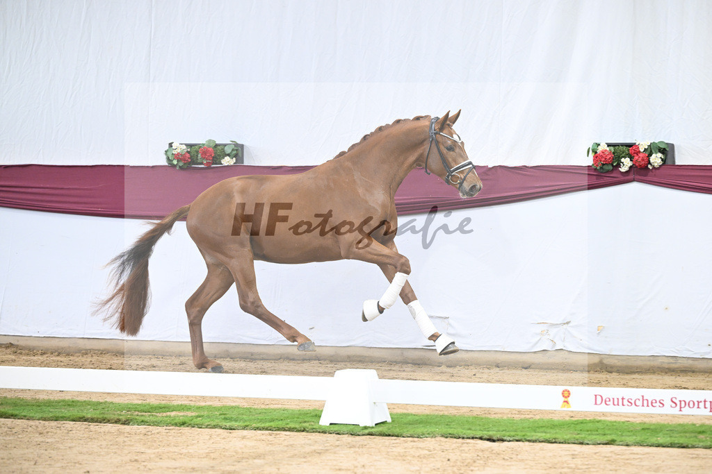 Kat-Nr. 107 Escanto PS x Vitalis_Angelina De Vittorio GmbH u Co. KG_47253416 | hf-fotografie - Realisiert mit Pictrs.com