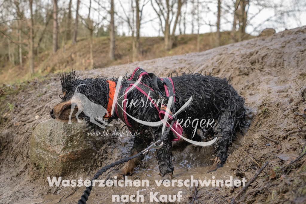 1353_ZZ90895-Bearbeitet | kk-dogfotos