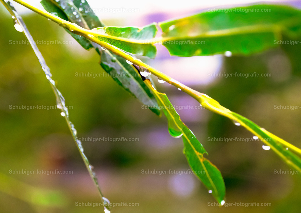 Regentropfen auf Blätter | Regentropfen auf Blätter - Realisiert mit Pictrs.com