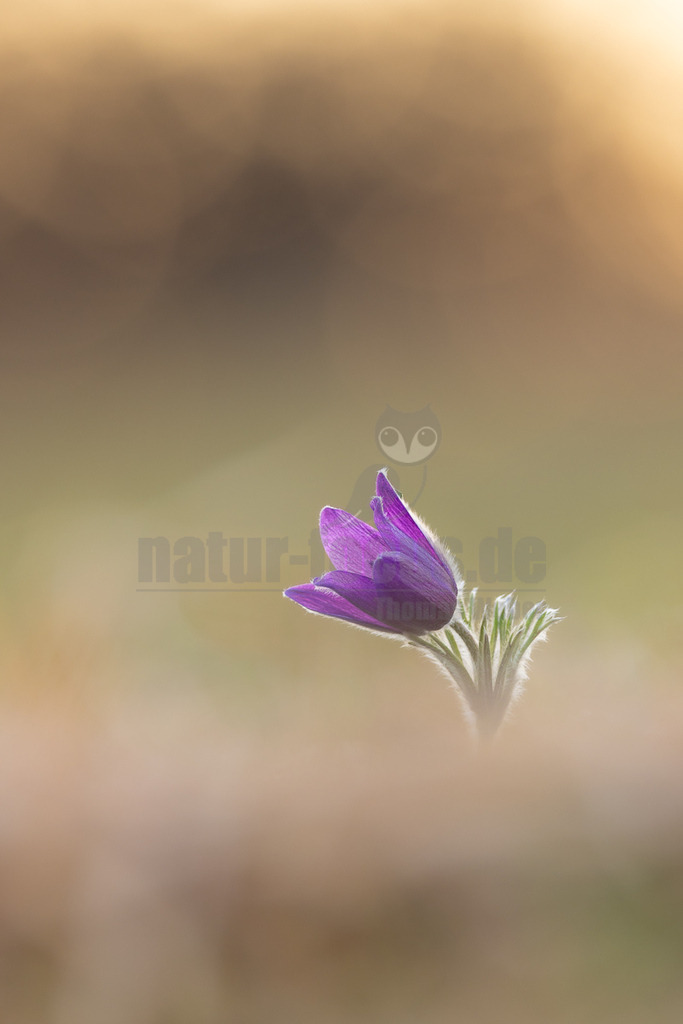 R5NF4263_20250324 | Die Gewöhnliche Küchenschelle (Pulsatilla vulgaris) gehört zu den Hahnenfußgewächsen und ist ein bekannter und beliebter Frühjahrsblüher. Zwischen dem Abschmelzen des letzten Schnees und dem Aufblühen der ersten Küchenschellen liegen manchmal nur wenige Tage. Die Blütenknospen werden bereits im Herbst gebildet und müssen sich nach dem Winter nur noch strecken. Gleich nach dem Erwachen aus der Winterruhe werden die violetten Blüten von unterschiedlichen Furchen- und Mauerbienen besucht, die eifrig Nektar tanken und Pollen sammeln. Dabei bestäuben sie die Fruchtknoten, die im Zentrum jeder Blüte sitzen und aus denen sich zwischen 30 und 90 winzige Nüsschen entwickeln. Nach dem Verwelken der Blütenkrone wachsen die fädigen Griffel dieser Fruchtknoten zu silbrigen Federschweifen aus. Die lösen sich allerdings nicht so leicht wie die Fallschirme eines Löwenzahns. Erst bei kräftigen Windböen werden sie einzeln oder gleich als ganzer Federball abgerissen und vom Wind verfrachtet. - Realisiert mit Pictrs.com