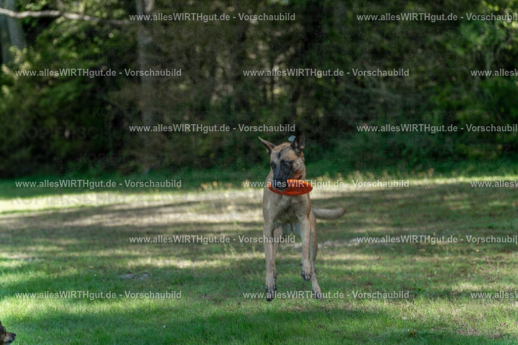 Hundeschwimmen_Volksbad_2026-allesWIRTHgut_Tierfotografie-2609061145-105517-7R509884 | Professionelle Tierfotografie in Mönchengladbach von Daniel Wirth (allesWIRTHgut). Liebevolle & natürliche Bilder von Hunden & Katzen für unvergessliche Erinnerungen.