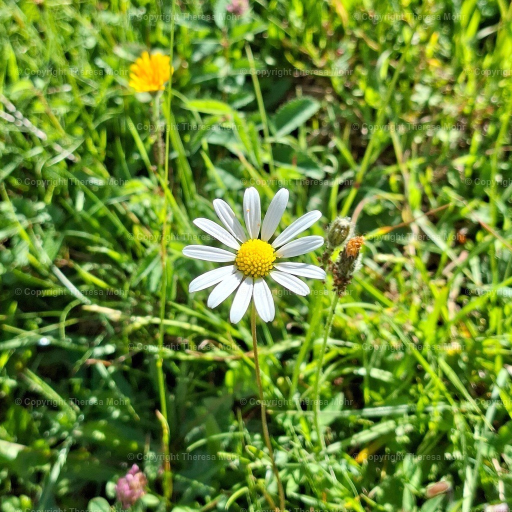 20260626_104056 | Naturpuls - Realisiert mit Pictrs.com