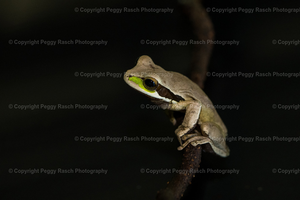 Frösche_Observatory Lodge größer (7 von 11) | PeggyRaschPhotography - Realisiert mit Pictrs.com