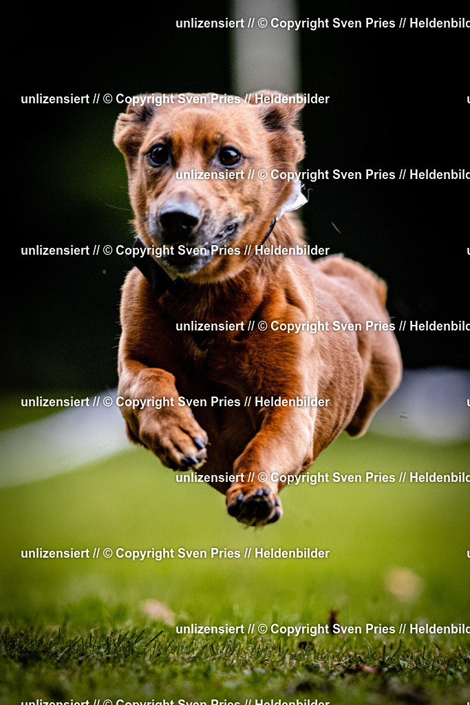 Sven Pries | 2025-10-03 - Hunderennen Obergrombach - Realisiert mit Pictrs.com