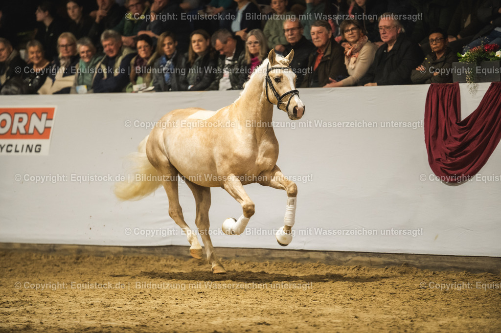20240302_Hengstvorstellung_Marbach_TOMsPiC_0836-2 | equistock
