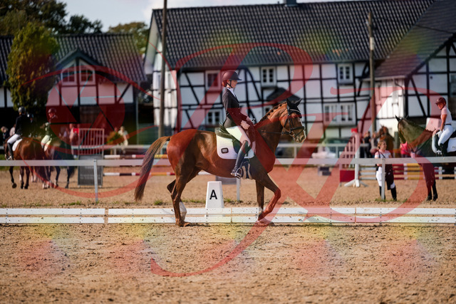 2026_10_03_Siefer-Hof_132859_Z63_90681173 | Professionelle Reitsport-, Turnier- und Eventfotografie von Robert Broda. Galerien mit ausgewählten und bearbeiteten Bildern direkt online ansehen und bestellen.