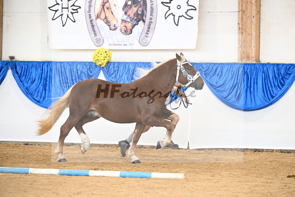 Kat-Nr. 55 Veny II v. Verry_Hollinger u Ober_39250871 | hf-fotografie - Realizzato con Pictrs.com