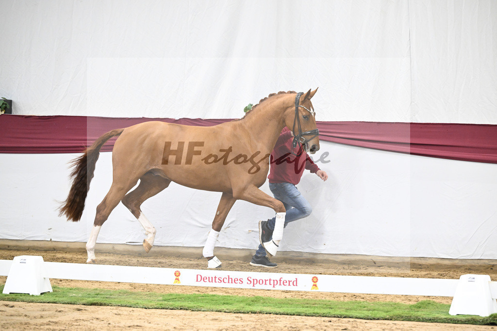 Kat-Nr. 27 Escaneno x Diamond Hit_Schulze Averdiek Sportpferde und Aufzucht GbR_47250882 | hf-fotografie - Realisiert mit Pictrs.com