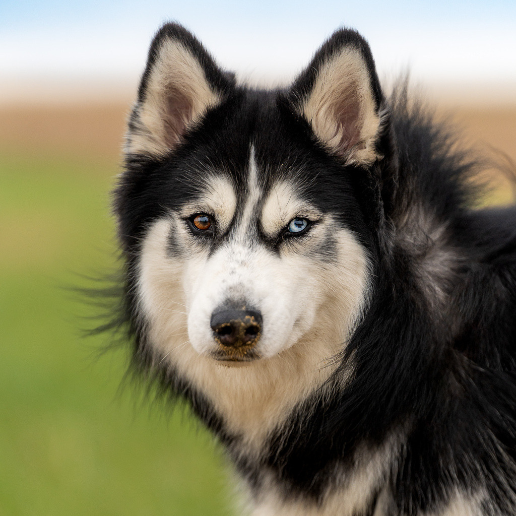 allesWIRTHgut Tierfotografie - A7404588 | Professionelle Tierfotografie in Mönchengladbach von Daniel Wirth (allesWIRTHgut). Liebevolle & natürliche Bilder von Hunden & Katzen für unvergessliche Erinnerungen.