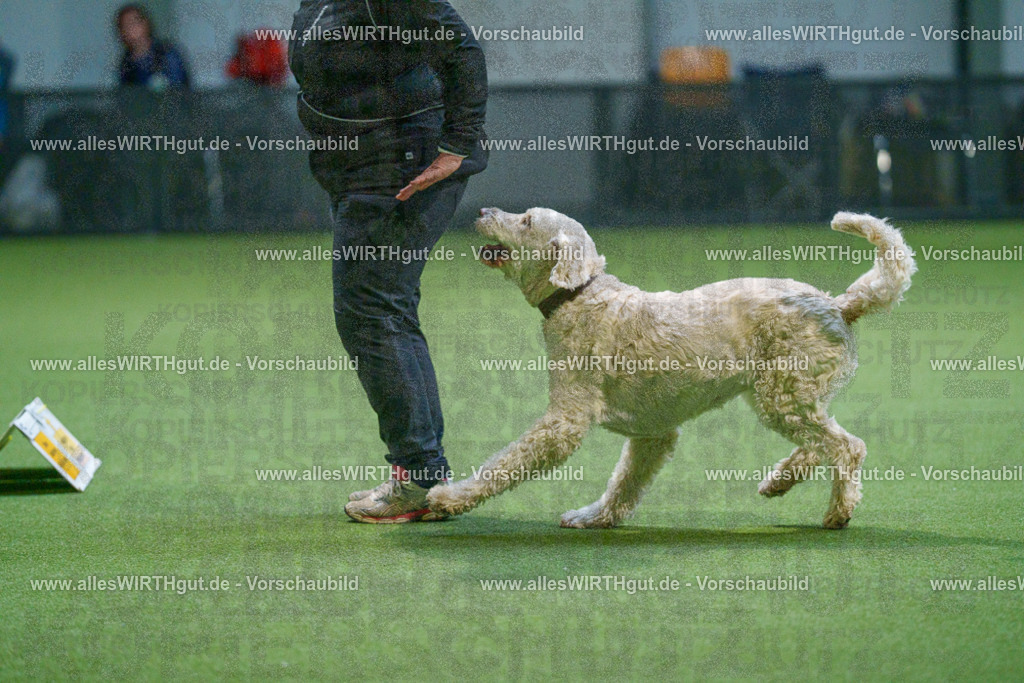 7R500799 | Professionelle Tierfotografie in Mönchengladbach von Daniel Wirth (allesWIRTHgut). Liebevolle & natürliche Bilder von Hunden & Katzen für unvergessliche Erinnerungen.