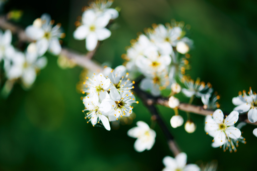 Blüten | Simone Sonderegger Photography
