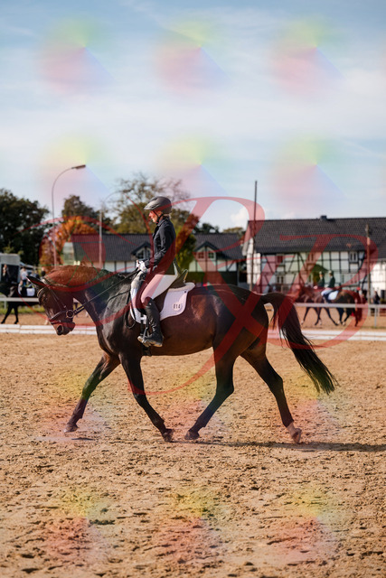 2026_10_03_Siefer-Hof_133502_Z63_94053629 | Professionelle Reitsport-, Turnier- und Eventfotografie von Robert Broda. Galerien mit ausgewählten und bearbeiteten Bildern direkt online ansehen und bestellen.