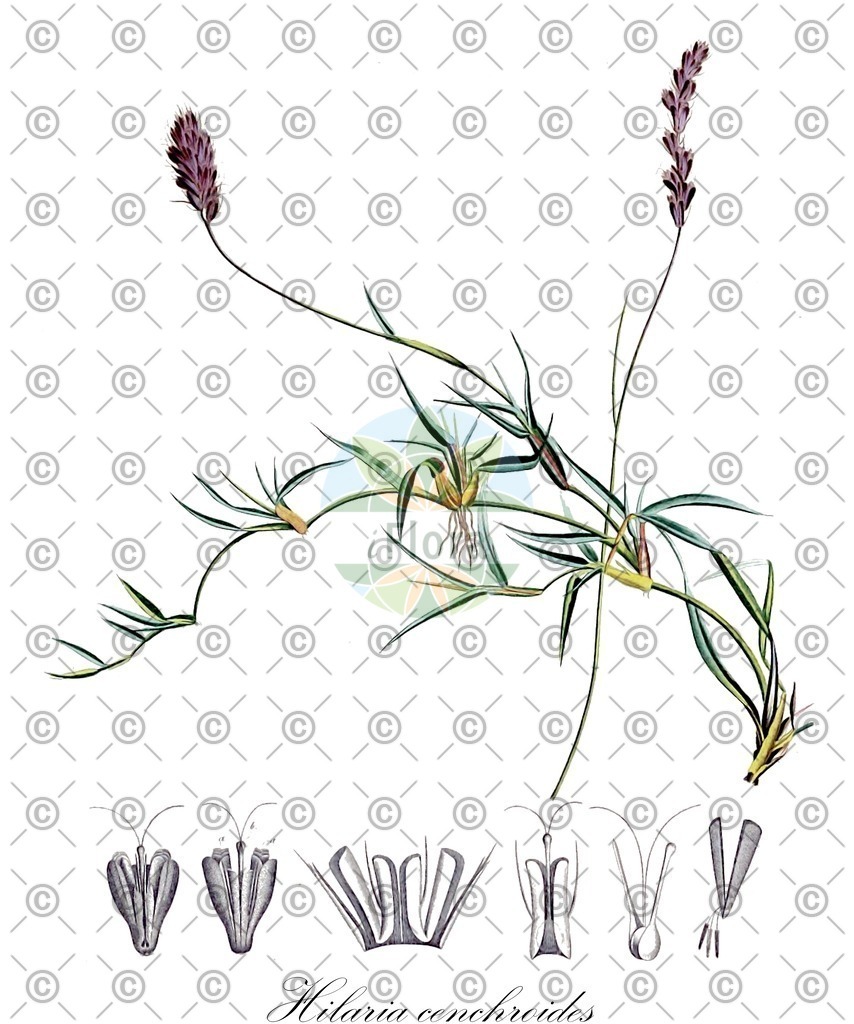 HistAbb_wfo-0001214212_1_ENZY_Simple | Historische Abbildung von Hilaria cenchroides - Poaceae | Historical Illustration of Hilaria cenchroides - Poaceae