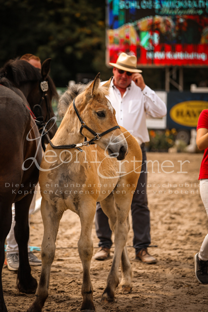 SaSF00145 | Leoni Ertmer Photography - Realisiert mit Pictrs.com