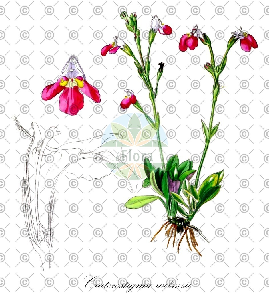 HistAbb_wfo-0000625724_1_ENZY_Simple | Historische Abbildung von Craterostigma wilmsii - Linderniaceae | Historical Illustration of Craterostigma wilmsii - Linderniaceae