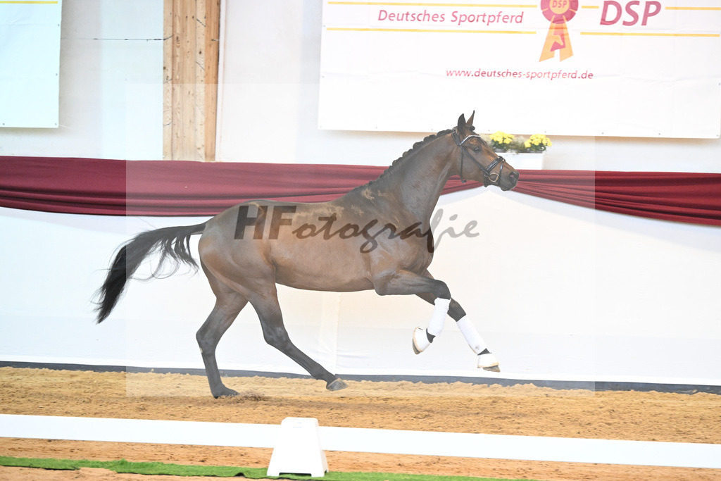 Kat-Nr. 38 v. Jovian_Limbecker_66220531 | hf-fotografie - Realisiert mit Pictrs.com