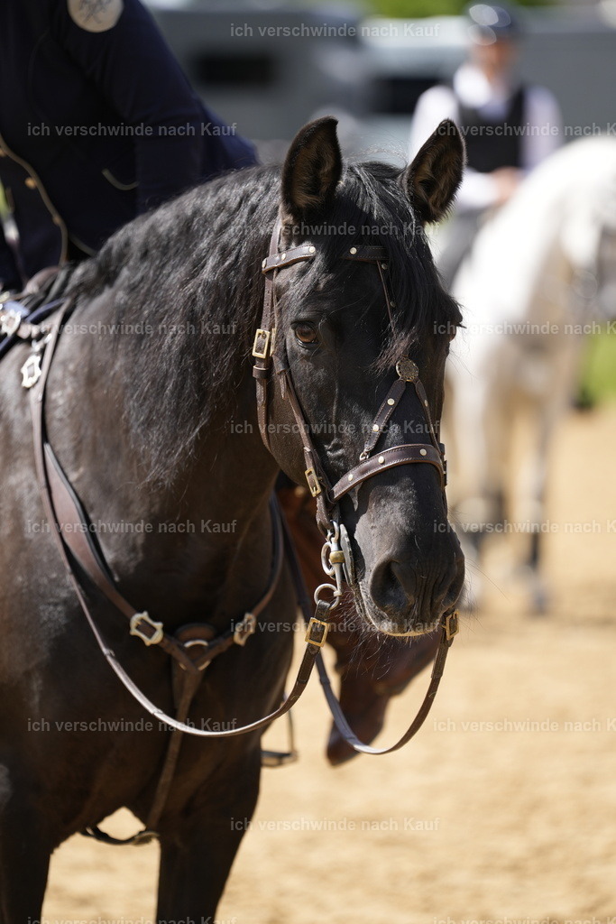 PI26_COW_Stoibphotography_A749462.JPG | working equitationturnier fotograf videograf stoibphotography marixx film working equitation deutschland reitsport turnierfotografie eventfotografie equestrian events