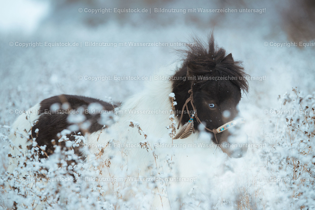 TS_20170111_Miniaturhorses_0002 | Foto: Thomas Hartig