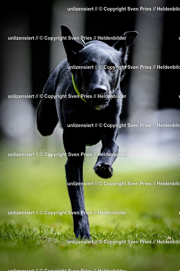 Sven Pries | 2025-10-03 - Hunderennen Obergrombach - Realisiert mit Pictrs.com