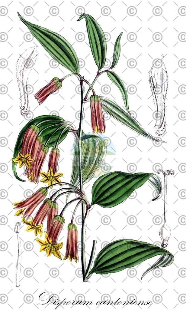 HistAbb_wfo-0000944828_1_ENZY_Simple | Historische Abbildung von Disporum cantoniense - Colchicaceae | Historical Illustration of Disporum cantoniense - Colchicaceae