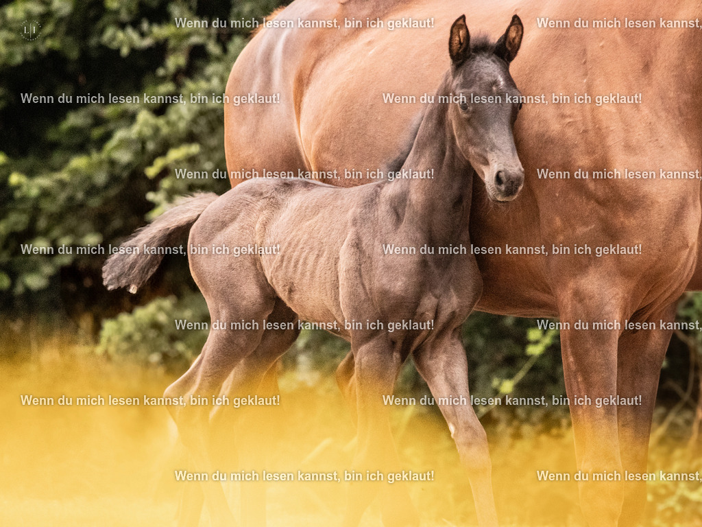 A10I5125 | photographylinaismer - Realisiert mit Pictrs.com