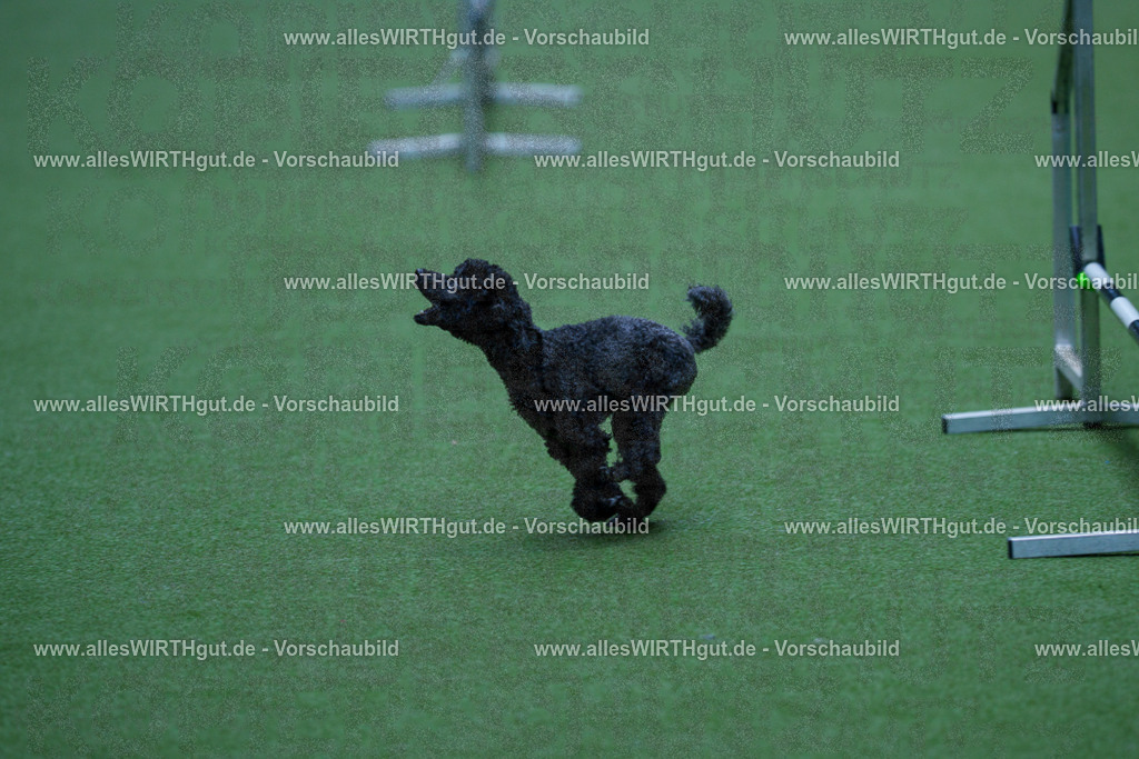 @allesWIRTHgut_Tierfotografie - www.allesWIRTHgut.de - 2604261332-7R502106 | Professionelle Tierfotografie in Mönchengladbach von Daniel Wirth (allesWIRTHgut). Liebevolle & natürliche Bilder von Hunden & Katzen für unvergessliche Erinnerungen.