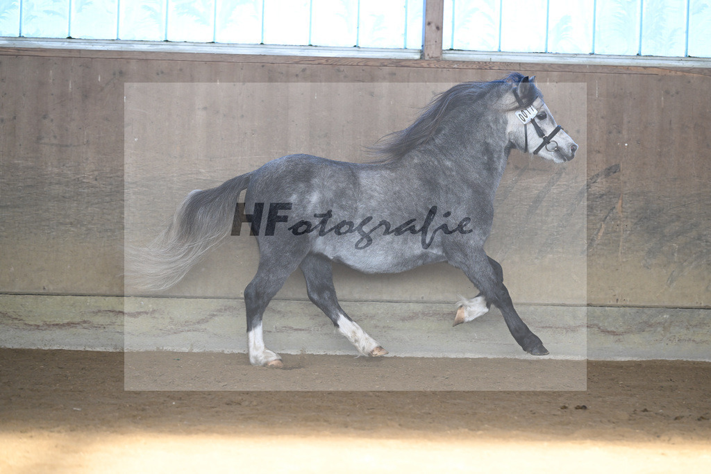 Kat-Nr. 17 Linderich Trudolfo v. Voermanhof Nicolas_ZG Seitle u Necker_49250740 | hf-fotografie - Realisiert mit Pictrs.com