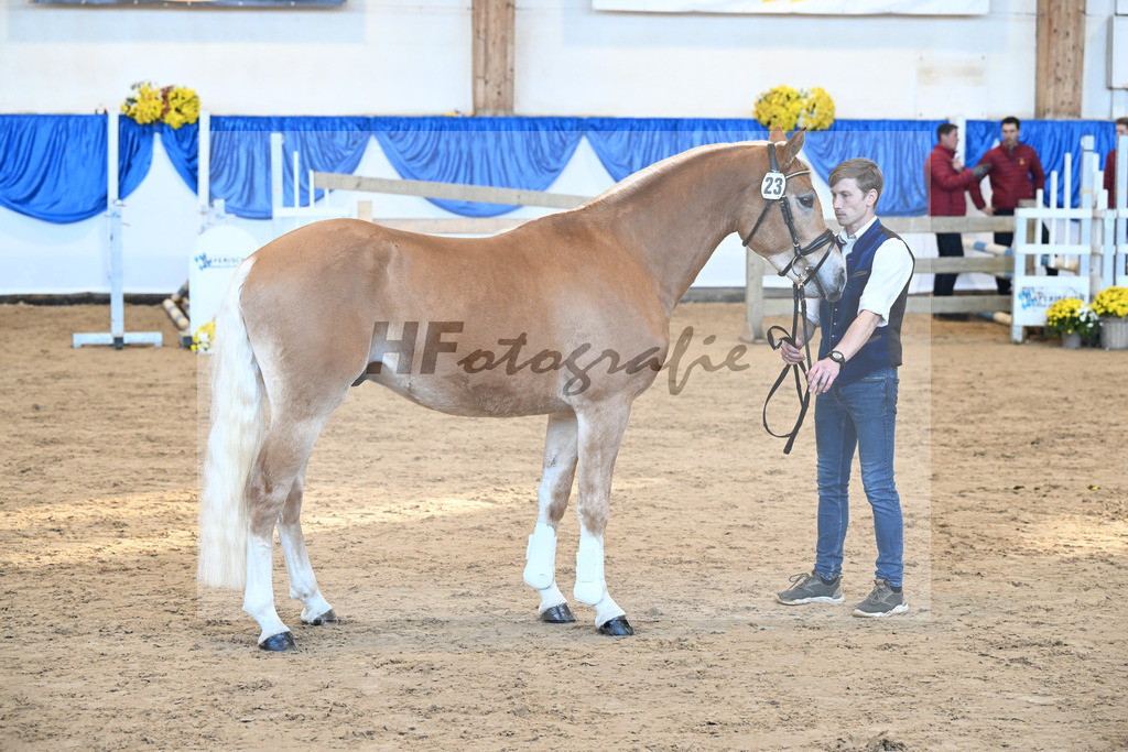 Kat-Nr. 23 Maverick v. Manu_Lechner_48250458 | hf-fotografie - Realisiert mit Pictrs.com