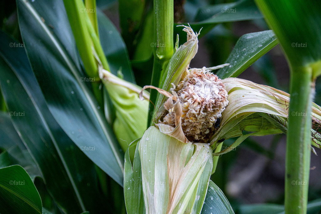Maisfeld_20190820-162135- Fusarium und Mykotoxine-k | Fatzi Bilder-Archiv! 
Die Bilder sind für private Nutzung lizenzfrei. Die kommerzielle Nutzung ist möglich und erwünscht, jedoch bitte ich um vorherige Kontaktaufnahme per E-Mail (info@fatzi.at) oder unter +43 650 7828269 - Realisiert mit Pictrs.com