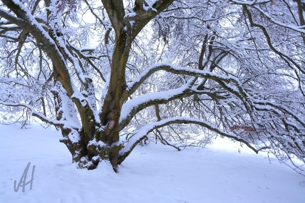 Farnblättrige Rotbuche im Winter | Farnblättrige Rotbuche im Winter - Realisiert mit Pictrs.com