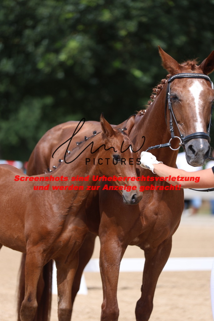 Fohlenschau_Schwäbisch_Hall_dressurbetonte_Fohlen_KN 6_10 | lmwpictures - Realisiert mit Pictrs.com