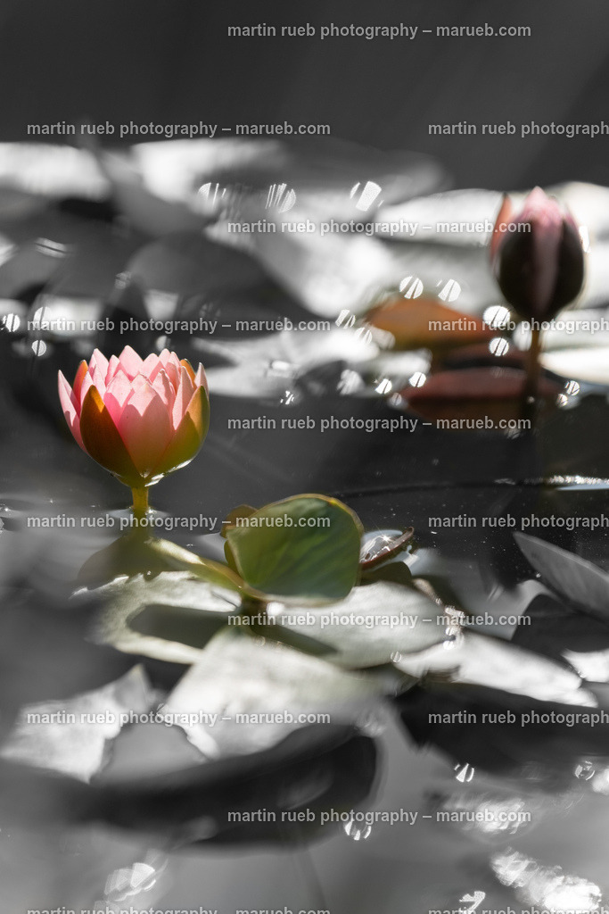 Water Lilies  | Water lilies in a pond - Realisiert mit Pictrs.com
