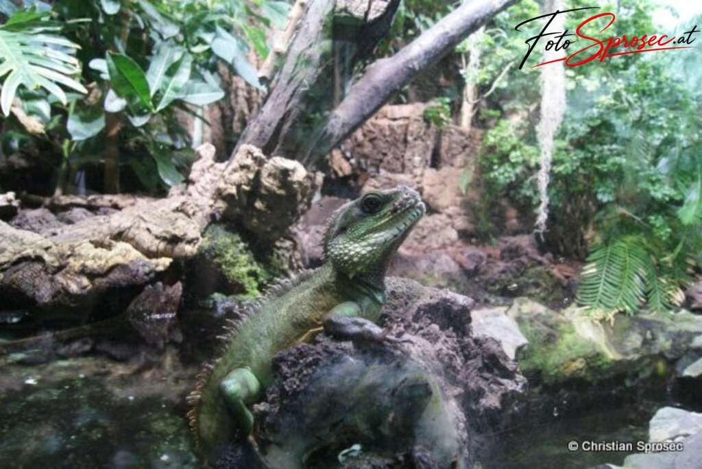 tierfotos_52024870086_o | Mit meiner Kamera halte ich besondere Augenblicke, faszinierende Landschaften und interessante Details fest. Dabei entstehen ganz unterschiedliche Aufnahmen – von stimmungsvollen Landschaftsfotografien und beeindruckenden Drohnenaufnahmen über Pressefotos - Realisiert mit Pictrs.com