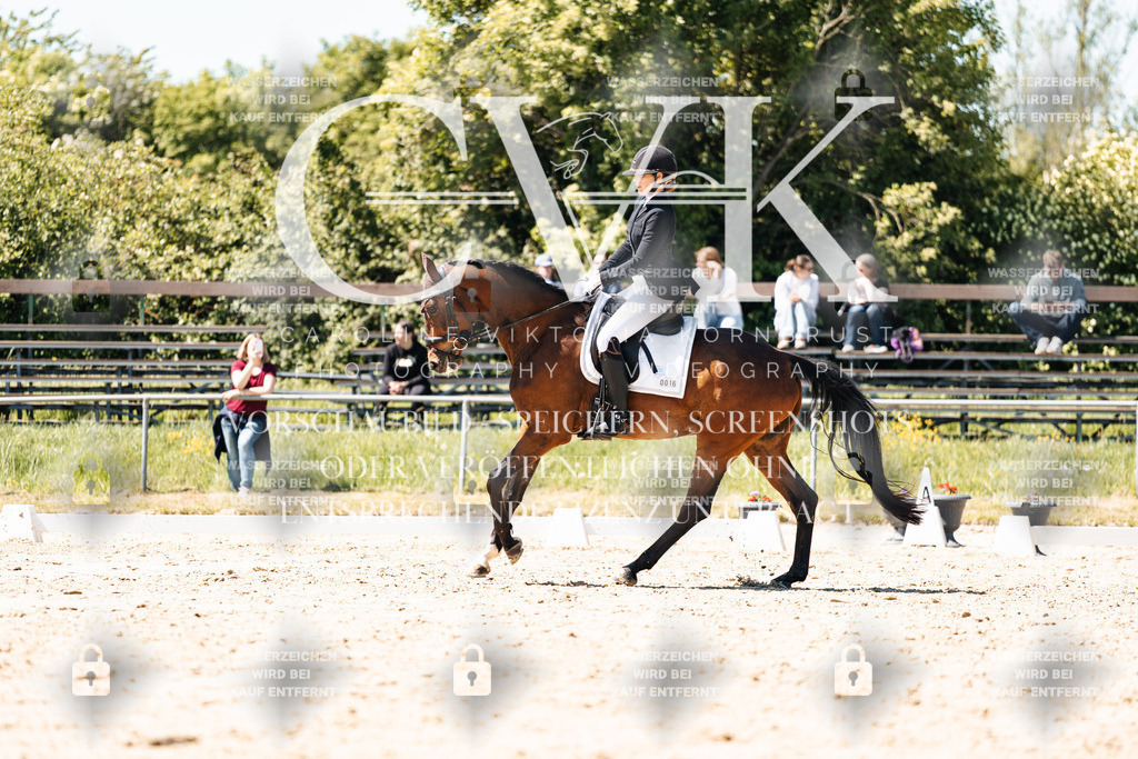 CK905793 | Turnierfotografie Pferdefotografie Trier Rheinland-Pfalz Pferdesport Reitsport Tierfotografie Sportfotografie Pferdevideo Pferdevideografie Equestrianvideography equestrianphotography  - Realisiert mit Pictrs.com