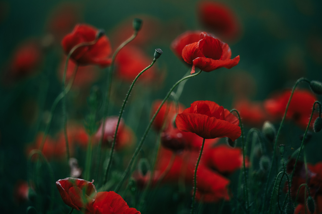 Mohnfeld | Simone Sonderegger Photography
