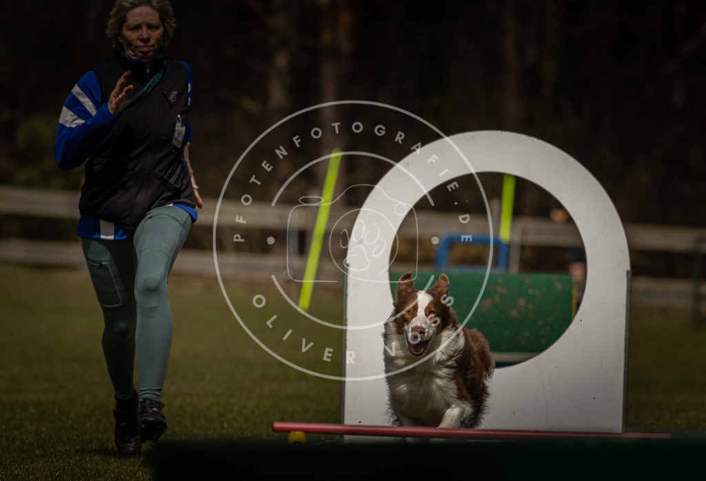 Pfotenfotografie_DV3A5106 | Hundefotografie, Tierfotograf, Pfotenfotografie, Fotoshooting Hund, Hunde Portrait, Hundesport, Hundeportraits, Heideshooting, Hunde, Sportfotograf, Hundefotograf, Turnierhundsport, THS,  - Realisiert mit Pictrs.com