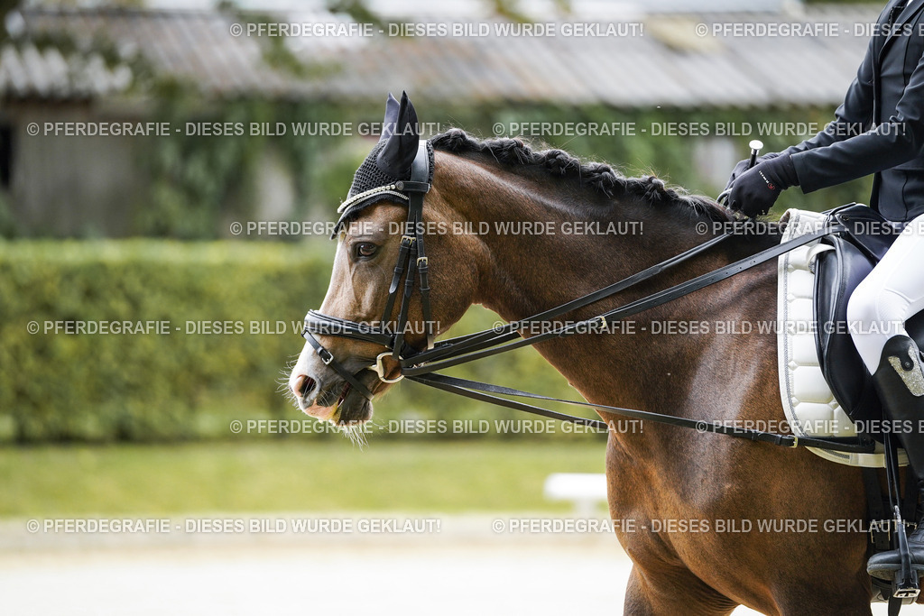 DSC04573 | Pferdegrafie