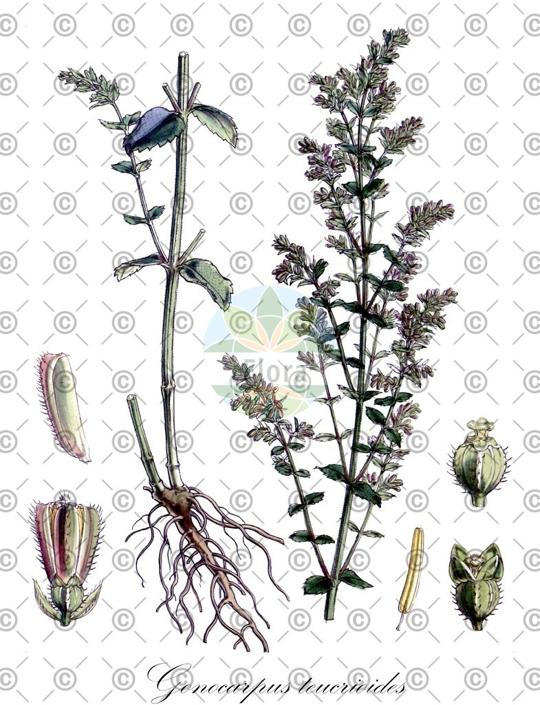HistAbb_EMP_21396_1_SIMPLE | Historische Abbildung von Gonocarpus teucrioides - Haloragaceae | Historical Illustration of Gonocarpus teucrioides - Haloragaceae