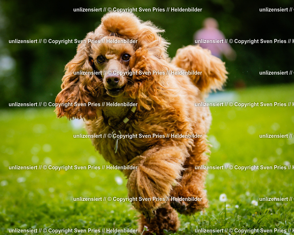 Sven Pries | 2025-05-29 - Pudelrennen KA-Durlach - Realisiert mit Pictrs.com