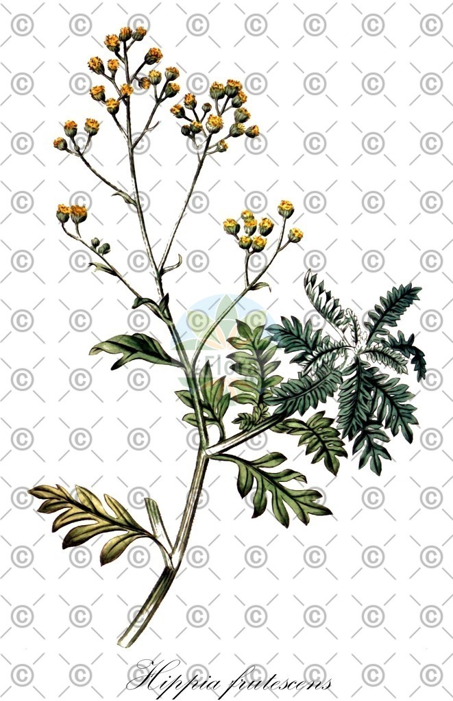 HistAbb_wfo-0001134987_1_ENZY_Simple | Historische Abbildung von Hippia frutescens - Asteraceae | Historical Illustration of Hippia frutescens - Asteraceae