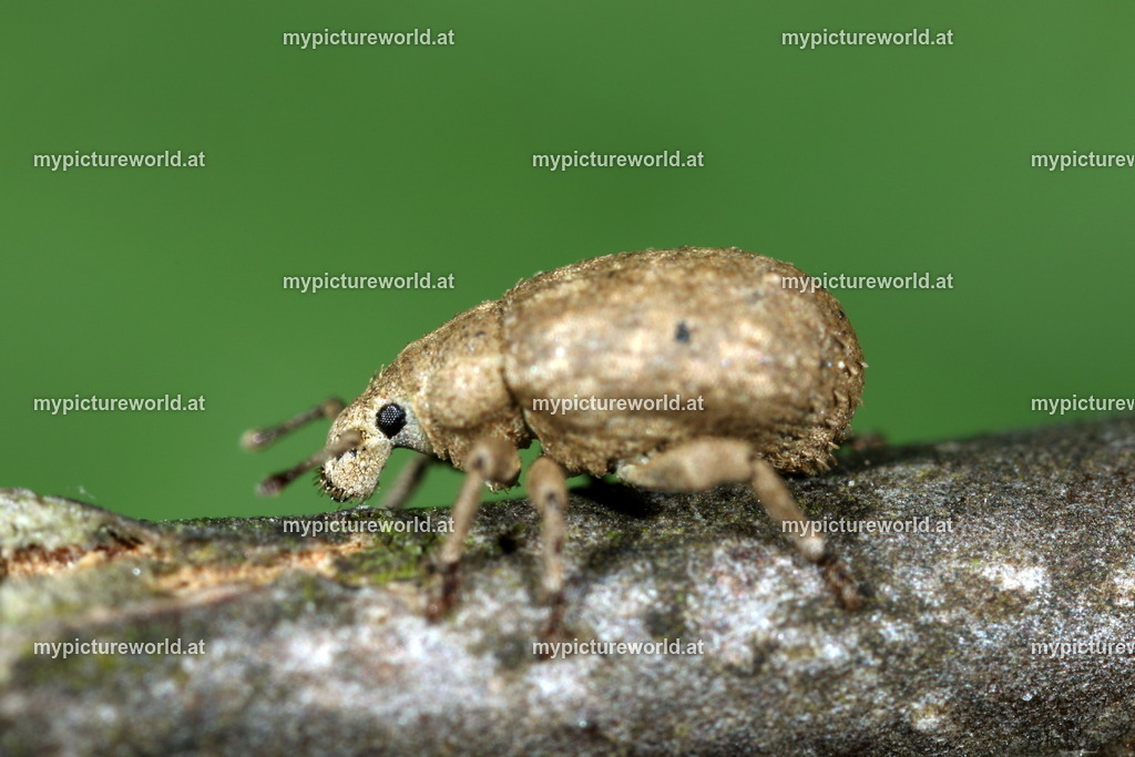 Trachyphloeus bifoveolatus-001 | Das Bilderarchiv über Tiere, Planzen und Landschaften. In der Bilddatenbank finden Sie ein große Auswahl an hochwertigen Bilder für Ihre Werbung - Realisiert mit Pictrs.com