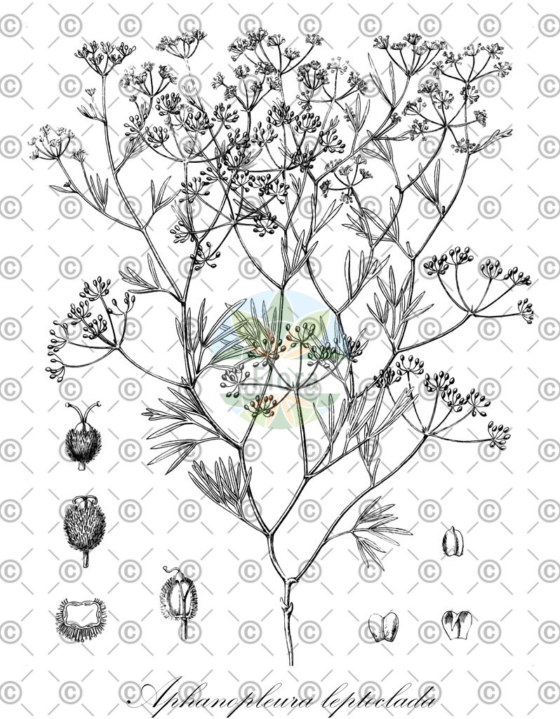 HistAbb_wfo-0000117979_1_ENZY_Simple | Historische Abbildung von Aphanopleura leptoclada - Apiaceae | Historical Illustration of Aphanopleura leptoclada - Apiaceae