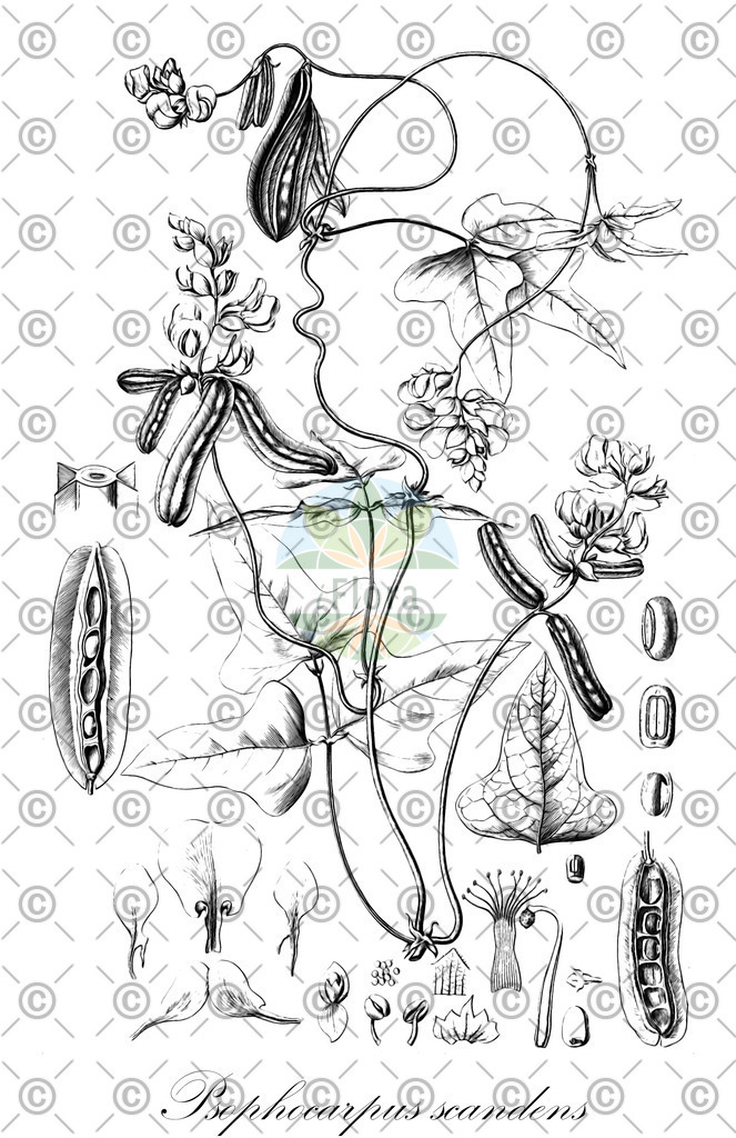 HistAbb_wfo-0000186981_1_ENZY_Simple | Historische Abbildung von Psophocarpus scandens - Fabaceae | Historical Illustration of Psophocarpus scandens - Fabaceae