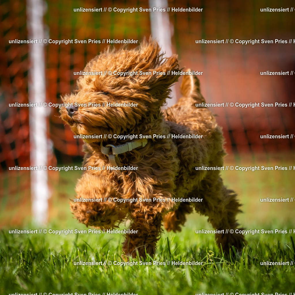 Hunderennen_April_2026_917 | 2026-04-26 - Hunderennen Baden-Oos April 2026 - Realisiert mit Pictrs.com