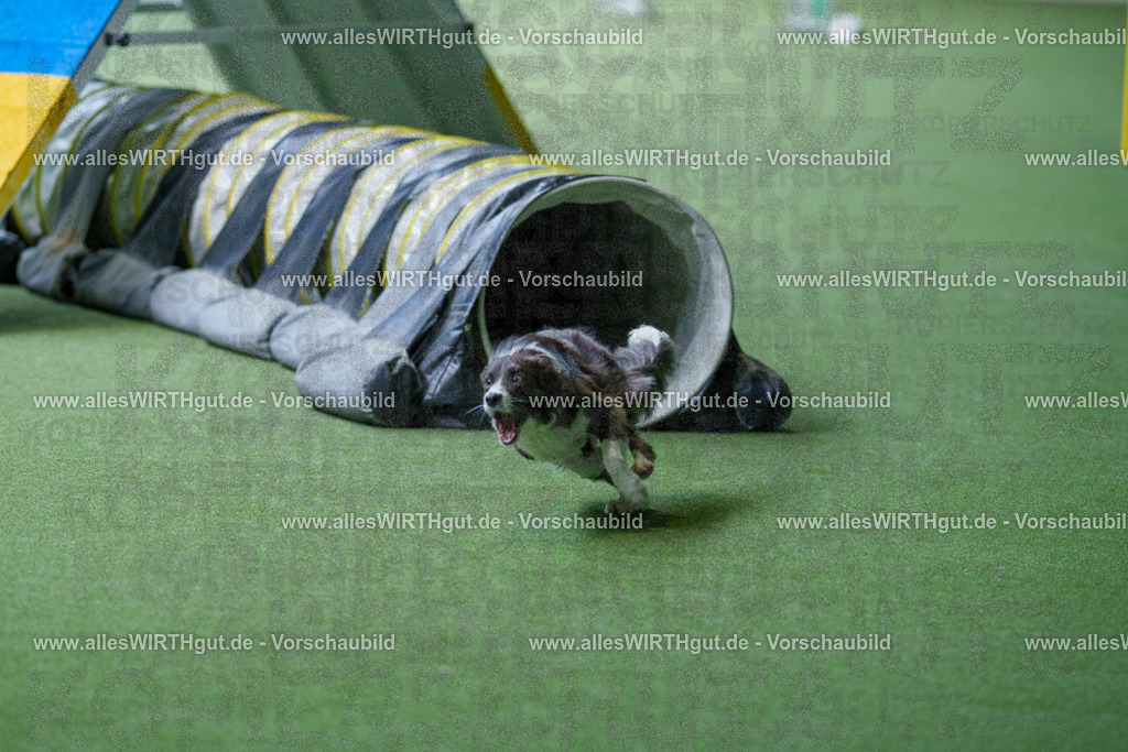 @allesWIRTHgut_Tierfotografie - www.allesWIRTHgut.de - 2604251241-7R502491 | Professionelle Tierfotografie in Mönchengladbach von Daniel Wirth (allesWIRTHgut). Liebevolle & natürliche Bilder von Hunden & Katzen für unvergessliche Erinnerungen.