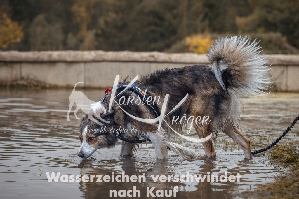 1313_ZZ93617 | kk-dogfotos
