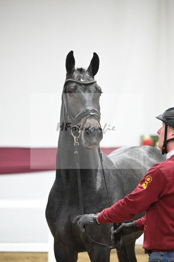 Kat-Nr. 87 Simply de Regor x Carano_PBM Pfefferle GmbH_47253026 | hf-fotografie - Realisiert mit Pictrs.com