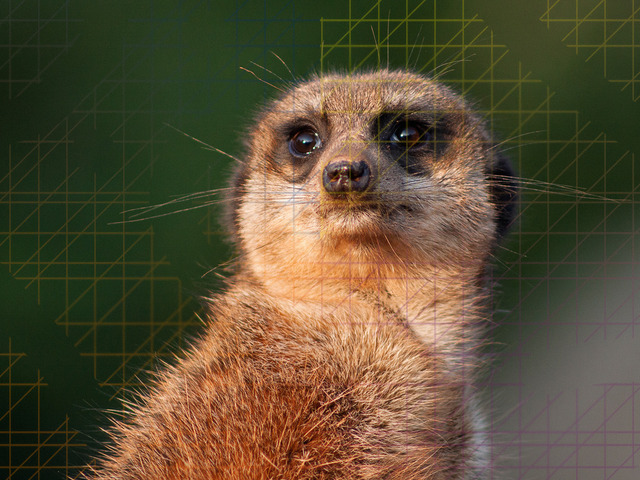 Erdmännchen Wandbild: Der stille Wächter | Dieses Tierporträt zeigt einen Moment vollkommener Präsenz. Inmitten des Trubels eines Zoobesuchs fiel mir dieses Erdmännchen auf, das völlig unbeeindruckt von seiner Umgebung den Horizont fixierte. Mich fasziniert an dieser Tierart besonders ihr ausgeprägter Familiensinn: Während die Gruppe frisst, übernimmt einer die Verantwortung und wacht über alle anderen. Genau diesen Instinkt – diese Mischung aus Fürsorge und absoluter Wachsamkeit – fängt diese Naturfotografie ein.Das Motiv wirkt wie in der freien Wildnis, da das tiefe Dunkelgrün im Hintergrund alles andere ausblendet. Dieser ruhige Kontrast lässt das sandfarbene Fell in warmen Erdtönen richtig leuchten. In der Nahaufnahme erkennst du jedes Detail: die feinen Strukturen der Barthaare und sogar winzige Sandkörner an der Nase.Ich habe das Bild mit einer sehr offenen Blende fotografiert, um den Fokus allein auf das Gesicht zu legen. Dadurch bekommt die Aufnahme eine sehr intime Atmosphäre. Es ist kein klassisches Action-Foto, sondern eine Hommage an den Schutzpatron der Gruppe.In deiner Wohnung wirkt die Leinwand wie ein erdender Ruhepol. Die natürlichen Farben harmonieren wunderbar mit Holz, Leinen oder einem modernen, minimalistischen Stil. Es ist ein besonderes Wandbild für das Wohnzimmer oder auch ein behütender Begleiter für das Kinderzimmer. Hier passt es perfekt zu Eltern, die die Symbolik des Wächters schätzen und für ihre Kinder einen aufmerksamen, kleinen Beschützer suchen, der Ruhe und Sicherheit in den Raum bringt. - Realisiert mit Pictrs.com